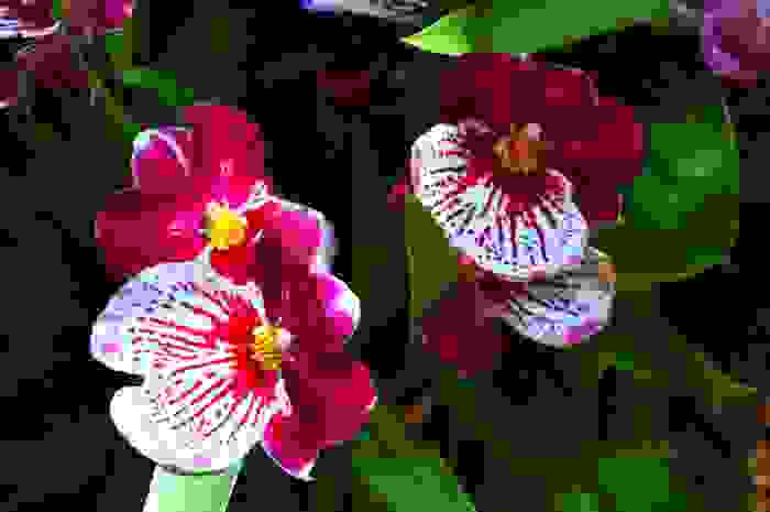 miltonia