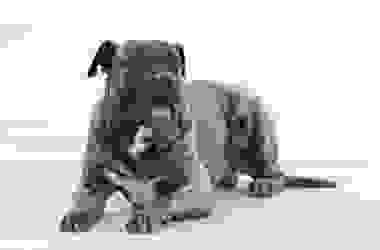 Tutto sul dogo canario: temperamento e caratteristiche peculiari di questa razza di cani