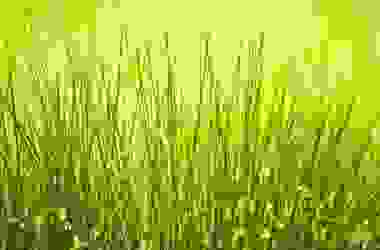 Giunco, un materiale per mobili e oggetti esotici e naturali