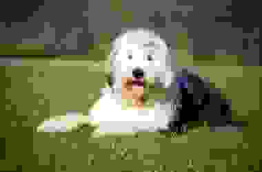 Bobtail, un cane da pastore che ama i bambini