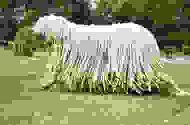 Komondor: aspetto, carattere ed educazione