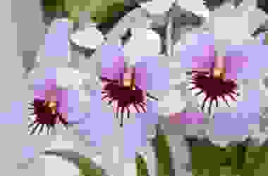 Orchidea Miltonia: grandi fiori colorati da coltivare con attenzione