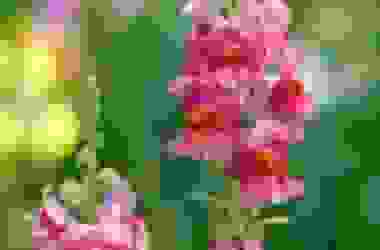 Bocca di leone: una pianta nota per i suoi fiori colorati e vistosi che possiamo coltivare anche noi
