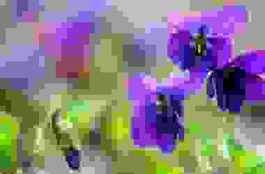 Tutto sulla viola mammola: un bellissimo fiore blu amico della salute