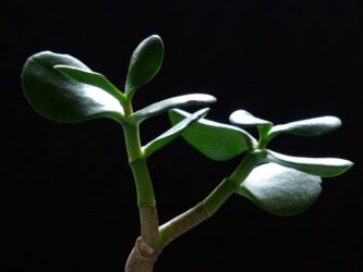 Crassula: scopriamo quello che c’è da sapere su questa pianta grassa