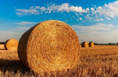 Tutto sulla paglia: come utilizzarla in edilizia ed in agricoltura