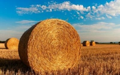 Tutto sulla paglia: come utilizzarla in edilizia ed in agricoltura