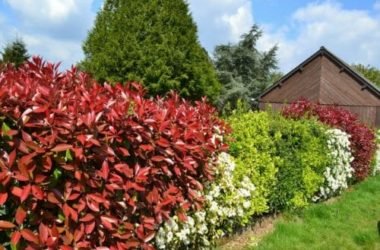 Photinia: scopriamo di più su questa pianta da siepe dai colori speciali