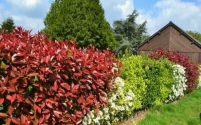 Photinia: scopriamo di più su questa pianta da siepe dai colori speciali