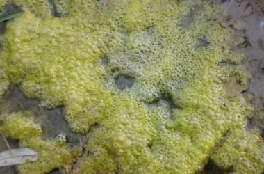Queste sono le piante urticanti per per l’uomo e gli animali che dovete conoscere