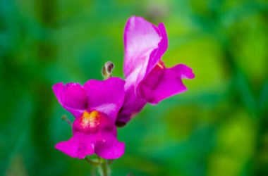 Bocca di leone: una pianta nota per i suoi fiori colorati e vistosi che possiamo coltivare anche noi