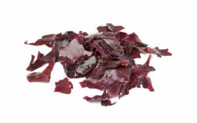 Tutto sull’alga dulse, un’alga ricca di proteine e vitamine che ricorda il sapore del bacon