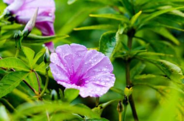 Tutto sulla bella di notte, il fiore noto per aprirsi al calare del sole