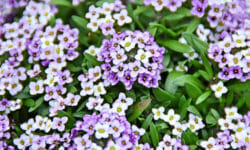 Quello che c’è da sapere sull’alisso, il “fiore che calma l’ira”