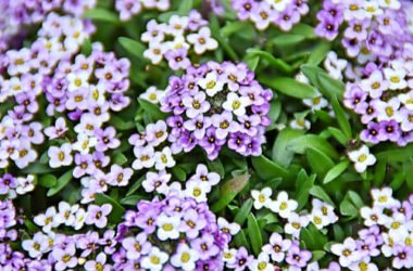 Quello che c’è da sapere sull’alisso, il “fiore che calma l’ira”
