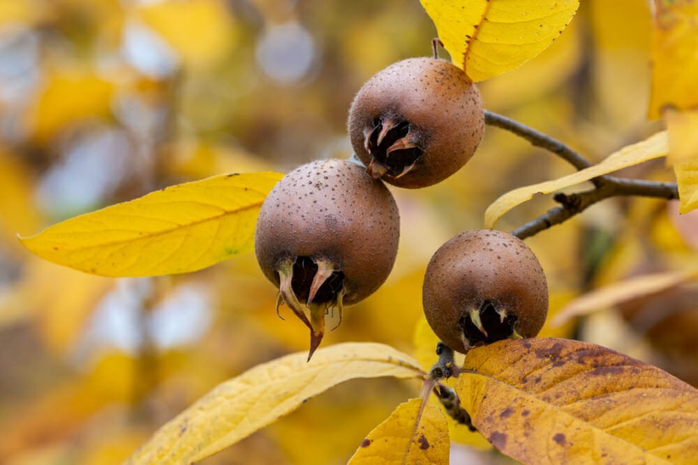 Tutto sulle nespole, un frutto dolce per il palato ed un alleato per la