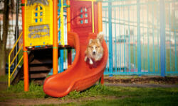 Il parco giochi per cani: una vera e propria Gardaland per il nostro amico a quattro zampe