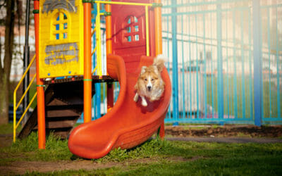Il parco giochi per cani: una vera e propria Gardaland per il nostro amico a quattro zampe