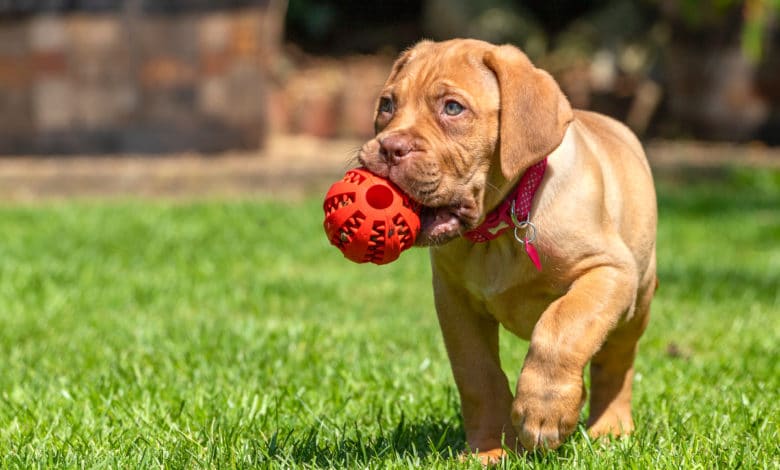 dogue de Bordeaux