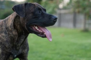 Tout sur le dogo canario: tempérament et caractéristiques particulières de cette race de chien