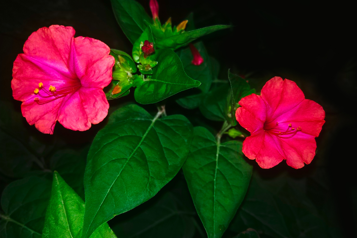 Bella di notte (Mirabilis jalapa) cura e coltivazione del fiore notturno Bella di notte (Mirabilis jalapa) cura e coltivazione del fiore notturno