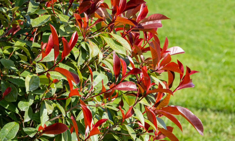 photinia