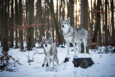 Scopriamo il cane lupo di Saarloos, una razza da pastore ideale anche come cane di compagnia