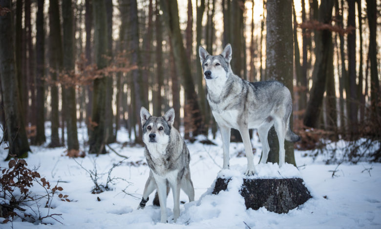 cane lupo di Saarloos