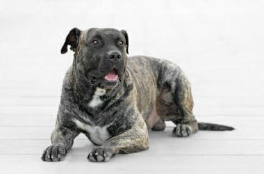 Tutto sul dogo canario: temperamento e caratteristiche peculiari di questa razza di cani