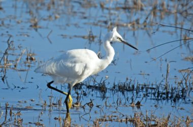 Parco del Delta del Po, un luogo magico poco conosciuto tra Veneto e Romagna