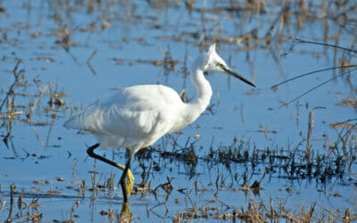 Parco del Delta del Po, un luogo magico poco conosciuto tra Veneto e Romagna