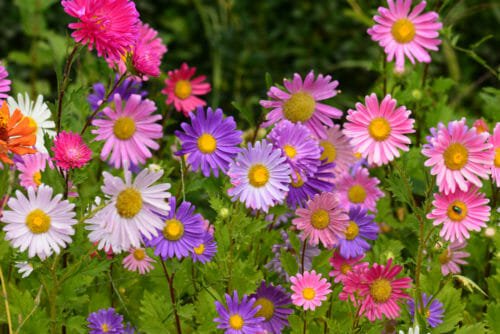 L’aster e le sue fantastiche fioriture autunnali: ecco come prendercene cura