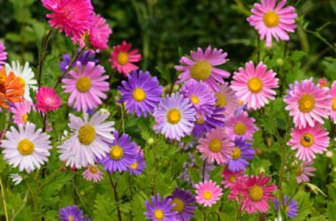 L’aster e le sue fantastiche fioriture autunnali: ecco come prendercene cura