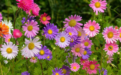 L’aster e le sue fantastiche fioriture autunnali: ecco come prendercene cura