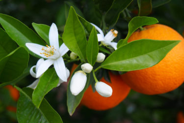 Alla scoperta dei fiori d’arancio o zagare, fiori simbolo del matrimonio