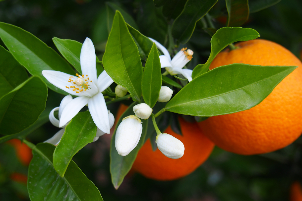 Fiori d’arancio: proprietà, significato e utilizzi delle zagare