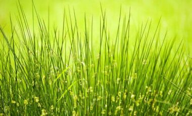 Giunco, un materiale per mobili e oggetti esotici e naturali