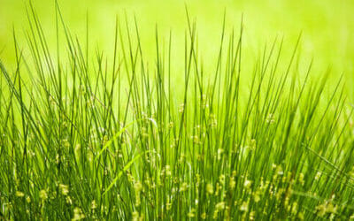 Giunco, un materiale per mobili e oggetti esotici e naturali