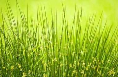 Giunco, un materiale per mobili e oggetti esotici e naturali