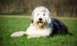 Bobtail, un cane da pastore che ama i bambini