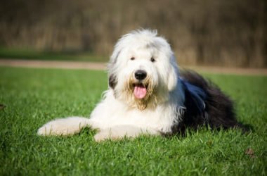 Bobtail, un cane da pastore che ama i bambini