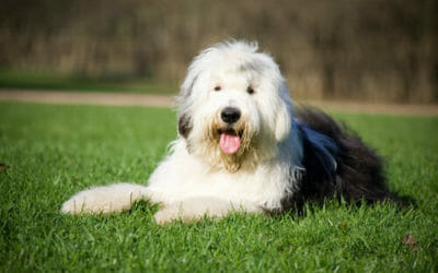 Bobtail, un cane da pastore che ama i bambini