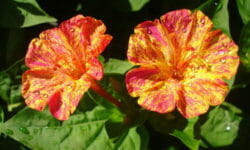 Tutto sulla bella di notte, il fiore noto per aprirsi al calare del sole