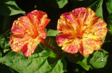 Tutto sulla bella di notte, il fiore noto per aprirsi al calare del sole