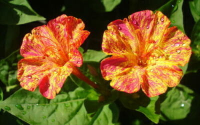 Tutto sulla bella di notte, il fiore noto per aprirsi al calare del sole