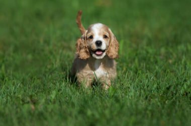 Tutto sul cocker americano, un tenerissimo cane da compagnia