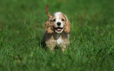 Tutto sul cocker americano, un tenerissimo cane da compagnia