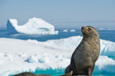 Quali sono i mammiferi marini? Elenco, immagini e curiosità
