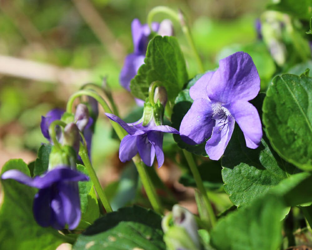 Viola mammola come coltivarla e usarla in fitoterapia Viola mammola come coltivarla e usarla in fitoterapia