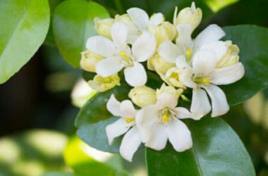 Fiori d’arancio: scopriamo gli usi ed il significato delle profumatissime zagare